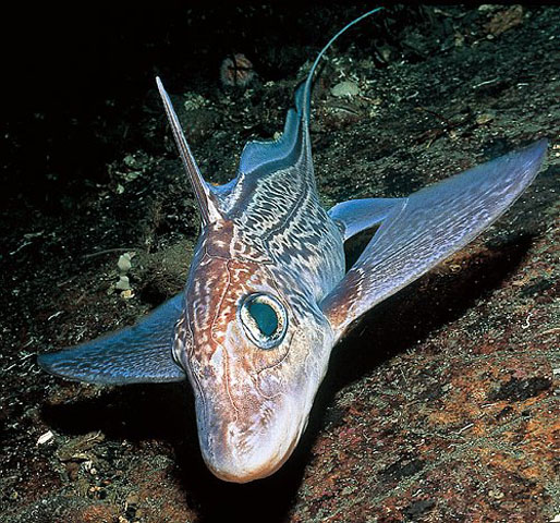 Chimaera monstrosa